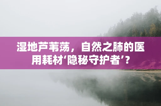 湿地芦苇荡，自然之肺的医用耗材‘隐秘守护者’？